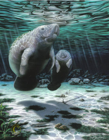Manatees
