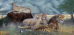 Cheetahs