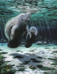 Mermaids of the Crystal River Manatee
